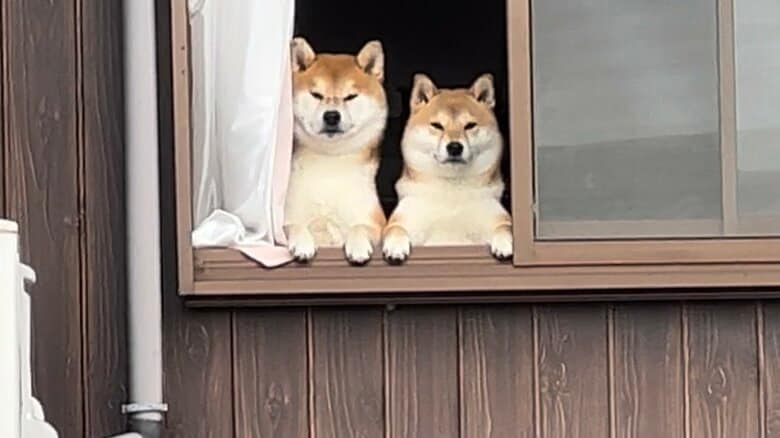 左：こむぎくん　右：わらびちゃん（提供：@Shibamugi28）