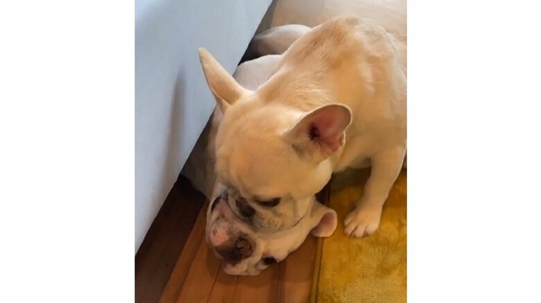 寝ているまるおくんの頭の上に、頭を乗せるはるくん