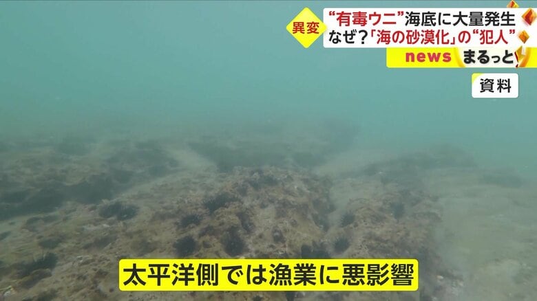 海水温が高い太平洋側では、既に悪影響が起きている。海底にはたくさんのガンガゼ類が…！