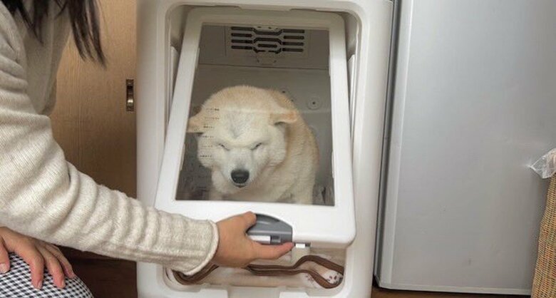 提供：しばわんこ生活さん