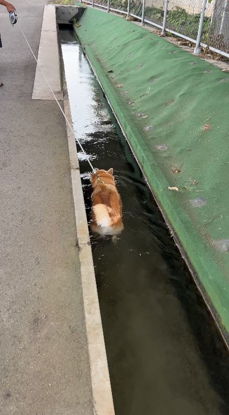 提供：柴リアンハスキーもちごめ兄弟さん