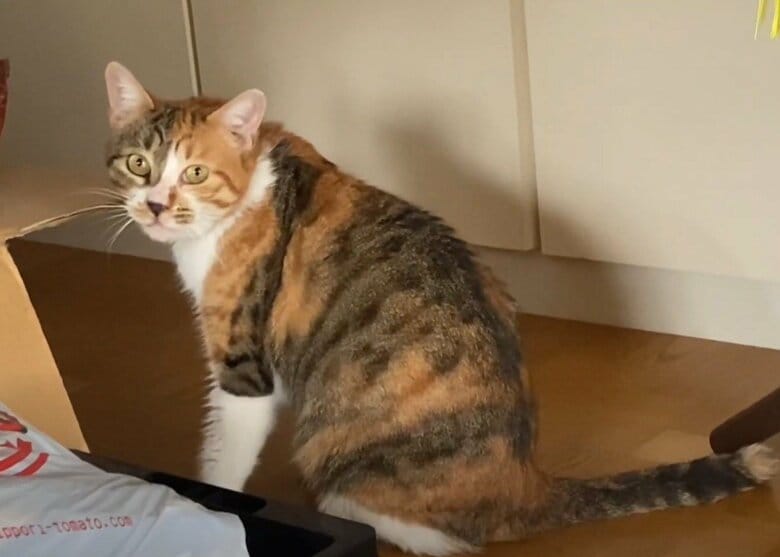 夜通し鳴いたりするように