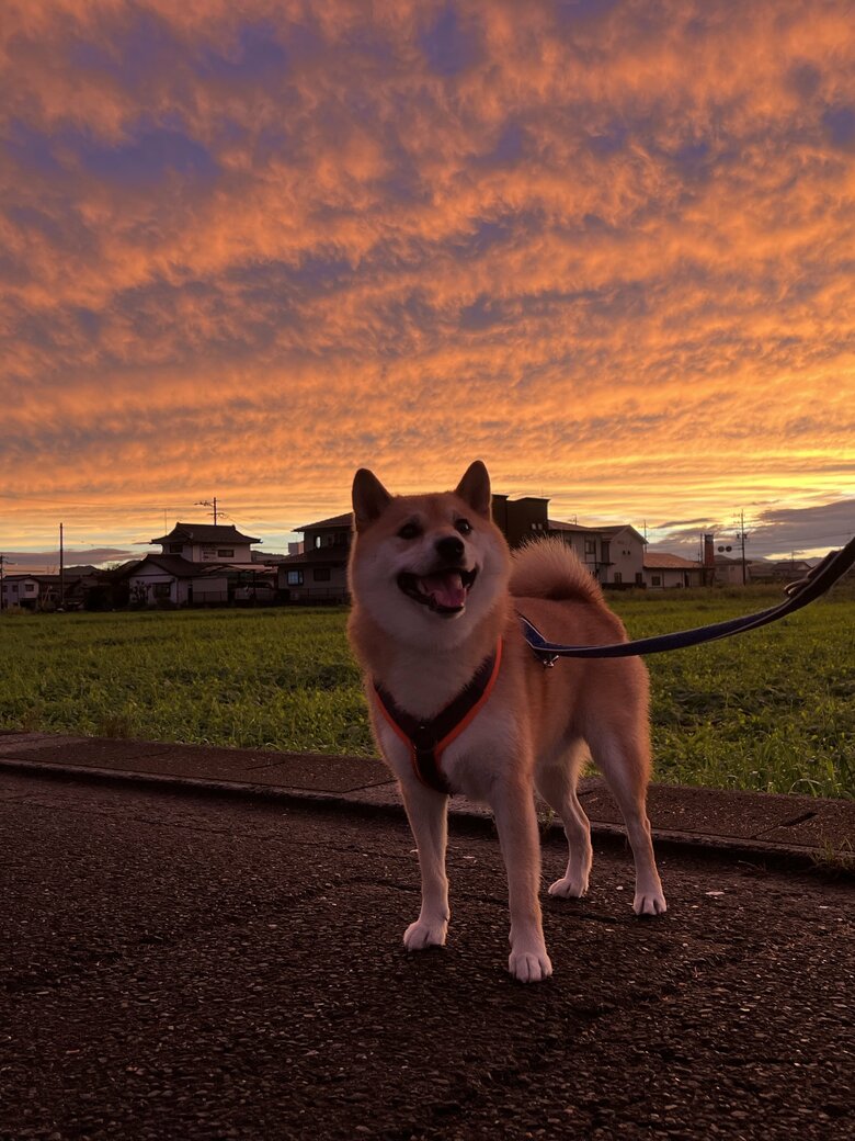 提供：柴犬ふう太さん