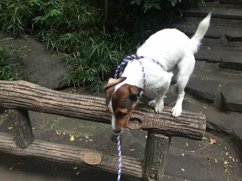 生後8カ月の頃のシャーロットちゃん。この時から玉乗りの才能が垣間見える運動神経