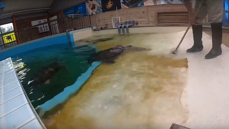 掃除中のブラシに近づくアオウミガメ。それ以上は何もしないという