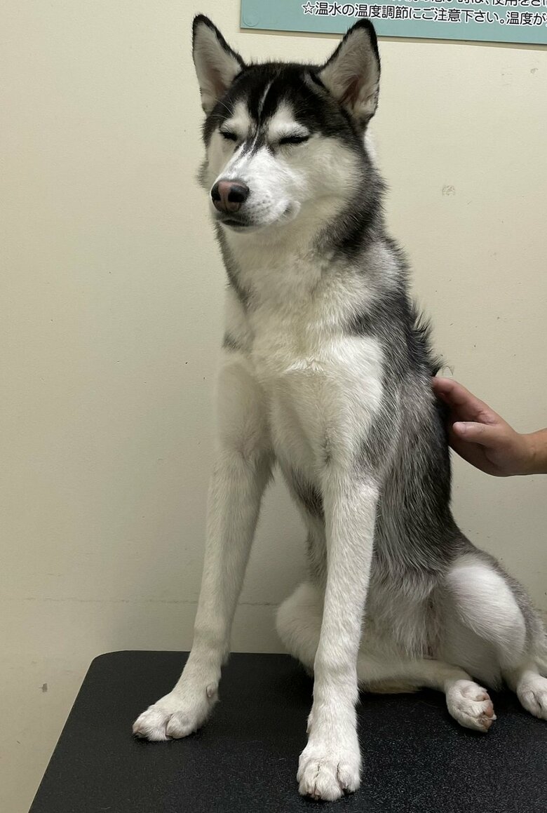 ドライヤー中