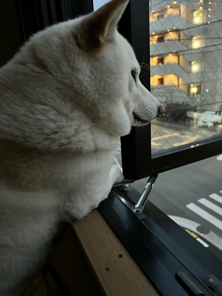 日没になっても定期的に外を見ている