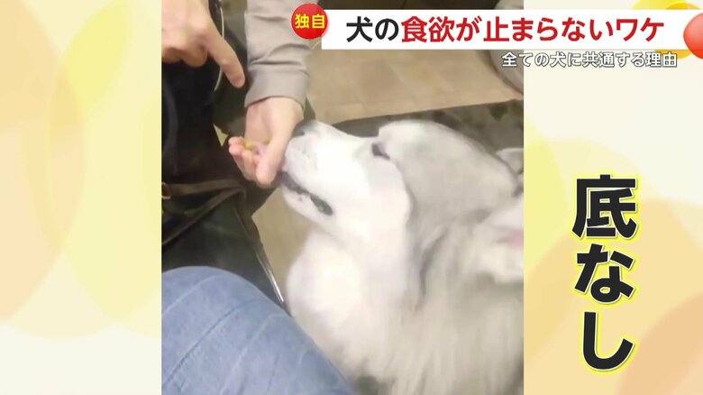 底なしのおやつ好きの琥珀くん