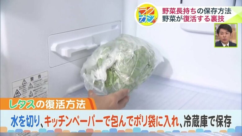 ハリのあるレタスが復活！