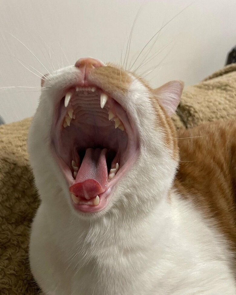 大きく口を開けてあくび