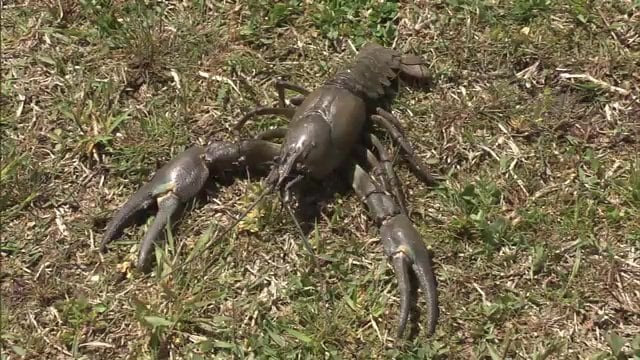 レイクロブスターとも呼ばれる