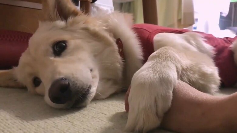 家族に元気がない時、つるちゃんから手を乗せてくるという