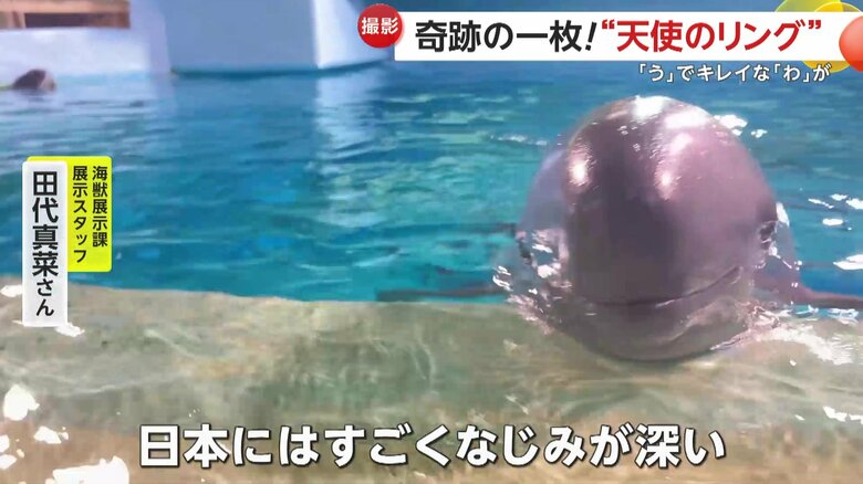 「野生のスナメリは日本にはすごくなじみが深い」と語っている田代真菜さん