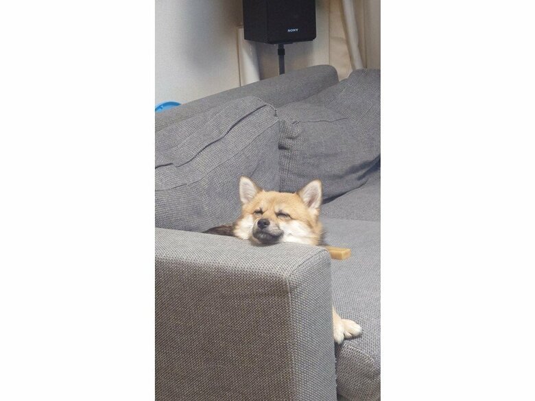 肘置きからひょっこり