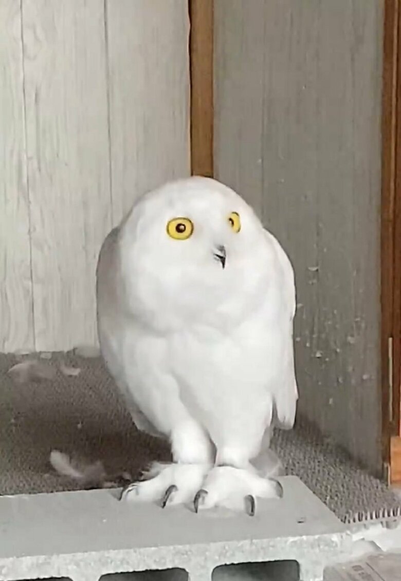 すぐさま縮んで