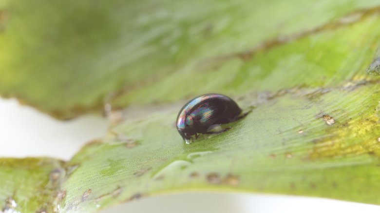 カエルに食べられても“お尻から生きて脱出できる”昆虫を発見…なぜ消化されないのか聞いた