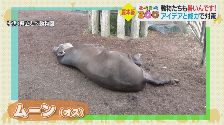 水浴び中に横になるアメリカバクの「ムーン」