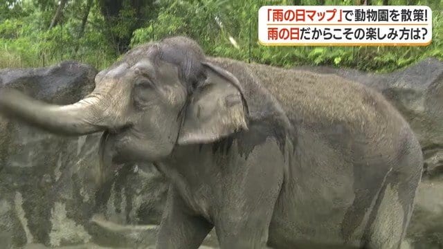 泥浴び中のゾウ