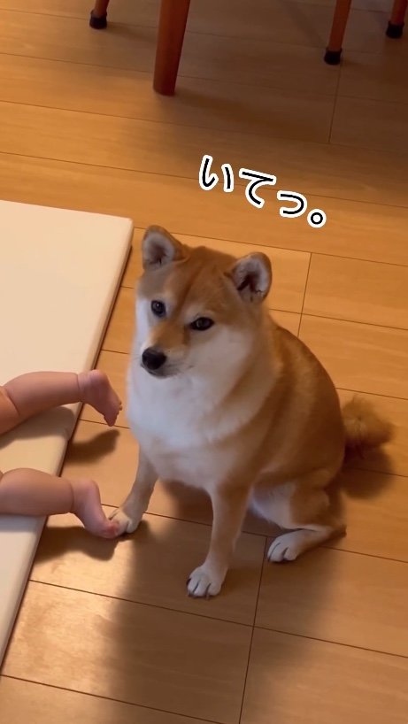 提供：柴犬　むぎさん
