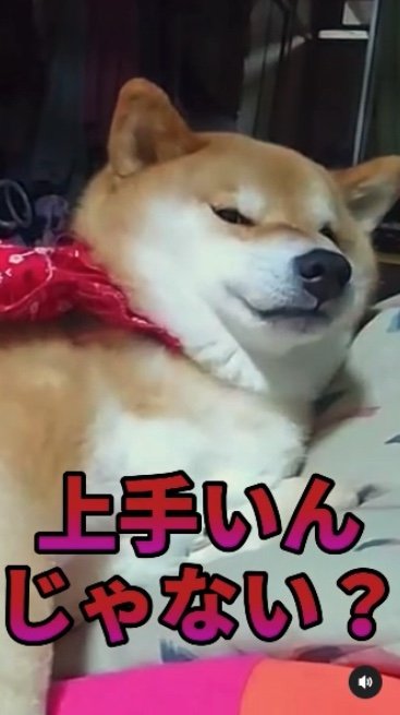 提供：柴犬スティーブch【コーギーと猫を添えて】さん