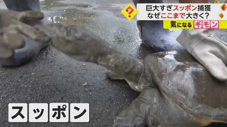 かみついた手袋を離そうとしないスッポン