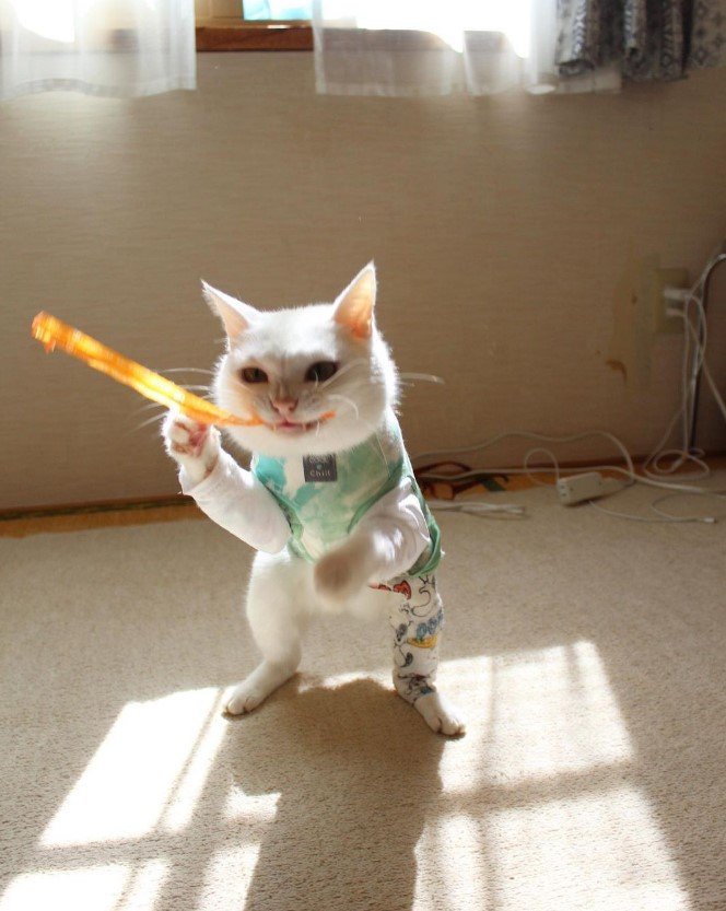 提供：しんばぷーさん