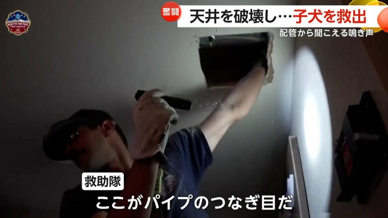 天井に穴を開けて子犬の救助を行う救助隊