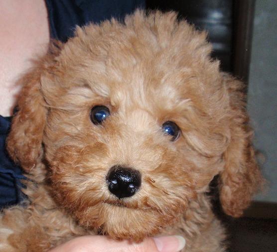 2カ月半の頃のデコピン君