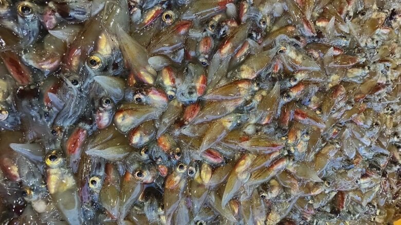 ホタルイカ（提供写真）