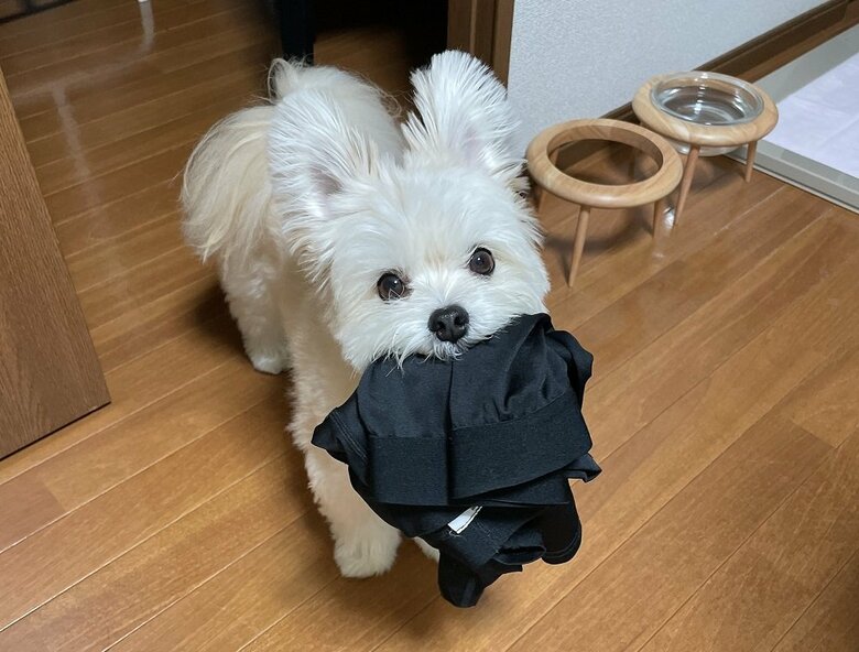 落ちた洗濯物を横取り