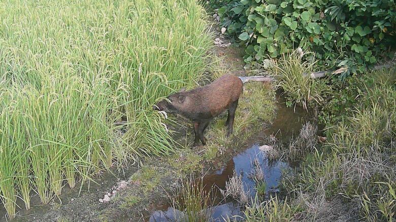 田んぼに現れたイノシシ