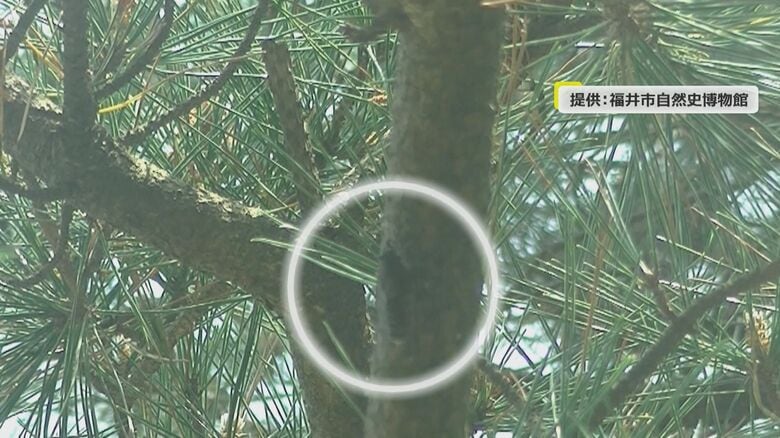 学芸員が3日間かかって撮影に成功したハルゼミ