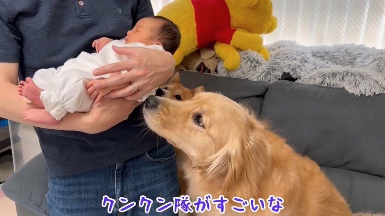 提供：豆柴うに&ゴールデンレトリバーおからさん