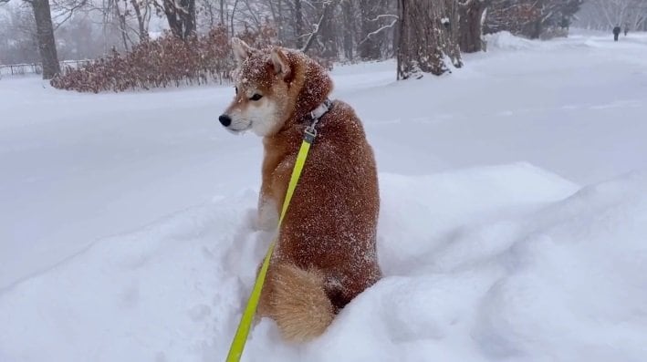 雪をかぶって「揚げパン」になってしまったハルちゃん