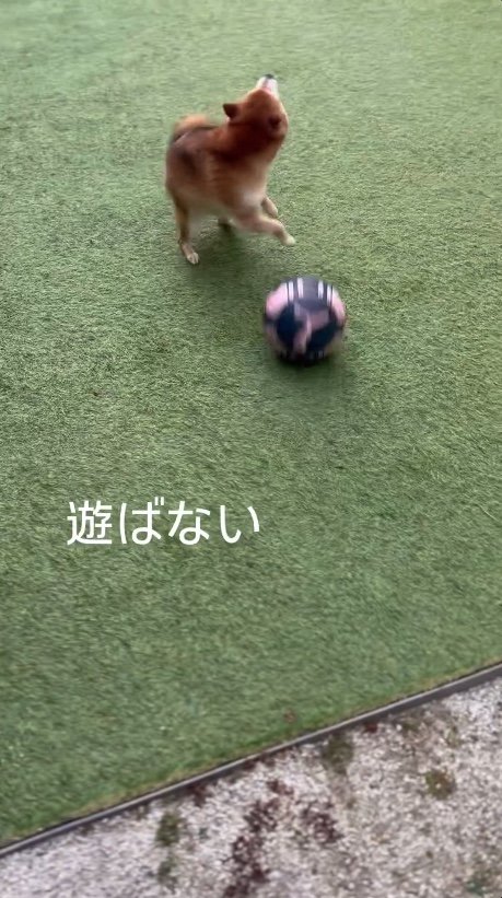 提供：Nerushibaさん