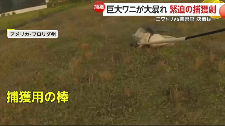 なんとか捕獲することができたワニ