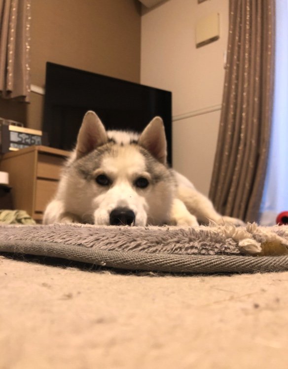 提供：斑柄兄妹（銀太と緋那子）さん