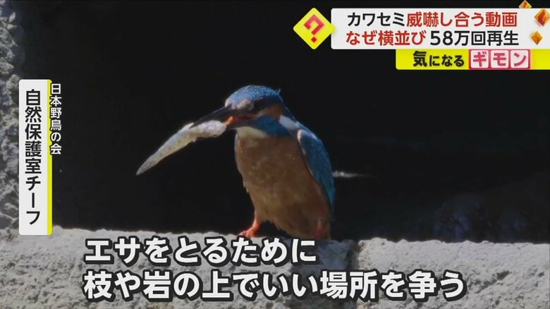 野生のカワセミ。エサのために縄張り争いをする