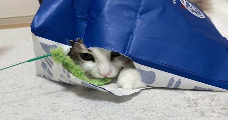 袋に入ることも