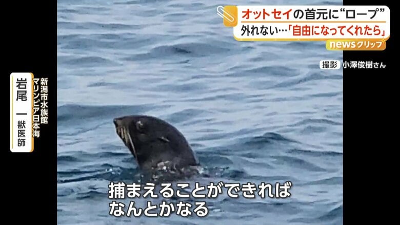 「捕まえることができれば、なんとかなる」と説明していた専門家