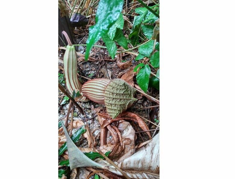 「アリストロキア ゴルデアナ」のつぼみ（提供：京都府立植物園）