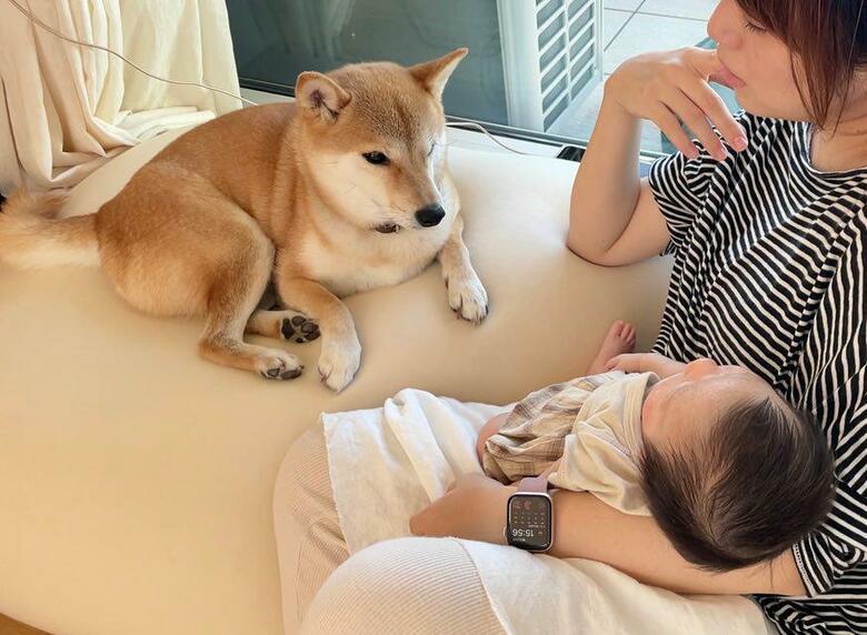 提供：柴犬りんご郎 YouTube