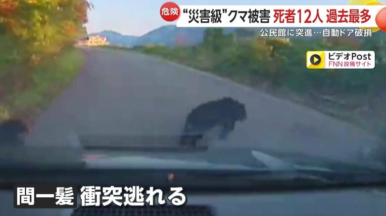 走行中の車の前に突然、道路を横切る親子らしきクマの群れが（30日、秋田・由利本荘市）