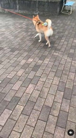 提供：柴犬 しんさん
