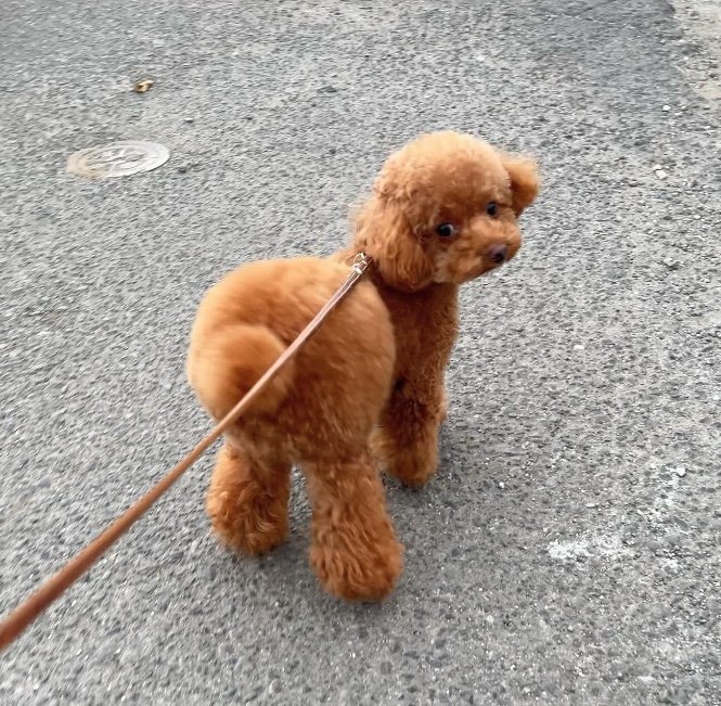 提供：トイプードル ディノセナとジュリさん