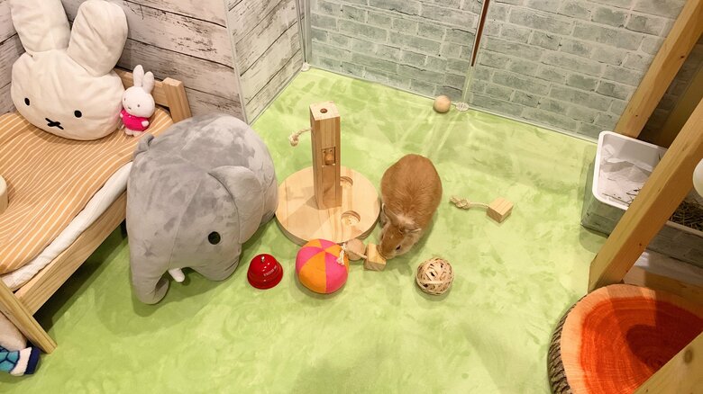 提供：げんまいとうるちさん