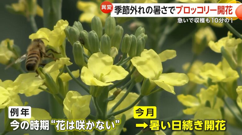 気温の上昇によって花が咲いてしまったブロッコリー