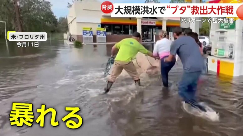 大きな鳴き声を上げて暴れ始めるミリー