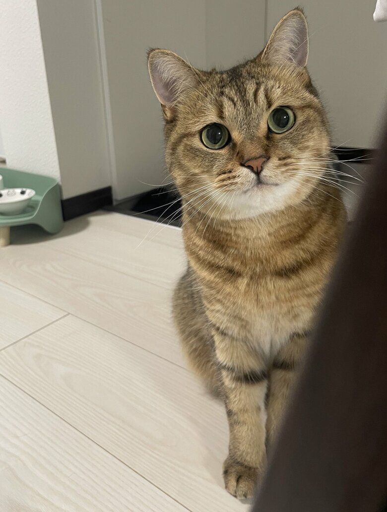 ひょっこり