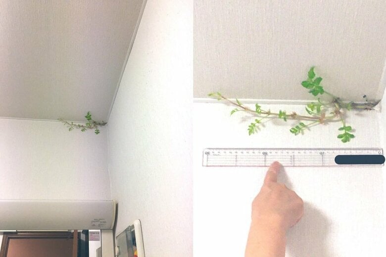 発見から1週間（8月15日）30センチに成長